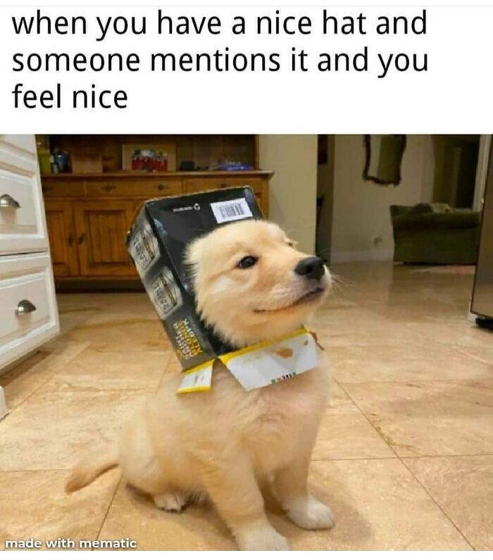 Puppy wearing box as hat feeling nice in funny animal meme