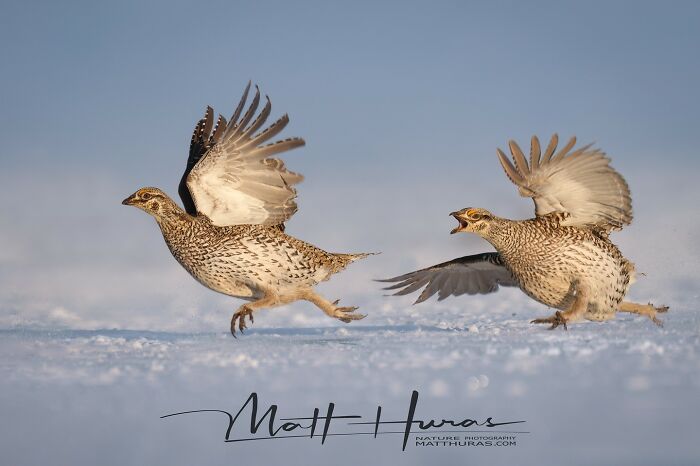 “Sharp-Tailed Grouse”