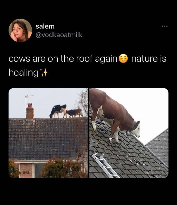 Photo and text about cows on roof in funny animal meme