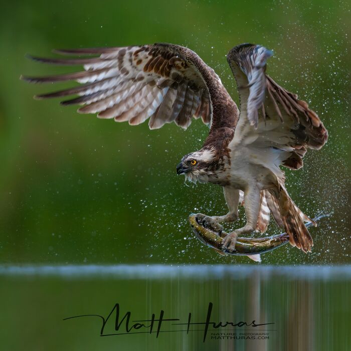 “Osprey”