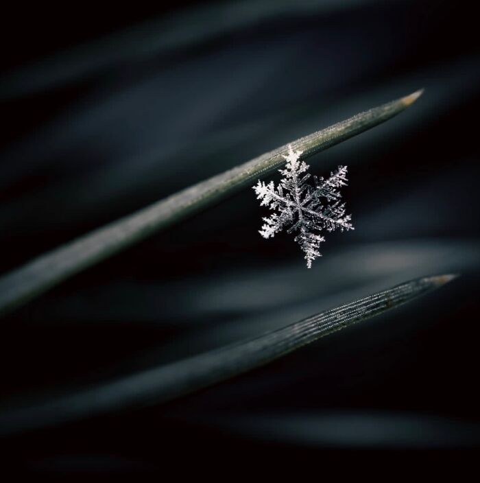 55 Fascinating Macro Photos Shared By This Page That Reveal Tiny Worlds Up Close