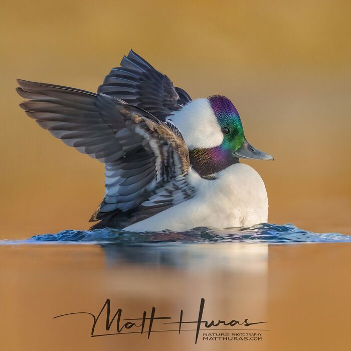 “Male Bufflehead Duck”