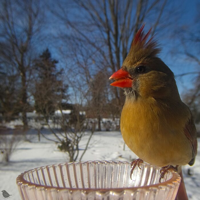 This Photographer’s Backyard Bird Camera Turns Tiny Visitors Into Hilarious Little Celebrities (30 New Pics)- Interview