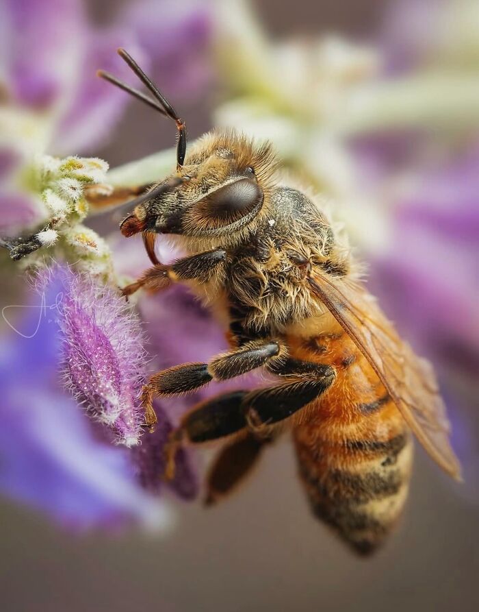 55 Fascinating Macro Photos Shared By This Page That Reveal Tiny Worlds Up Close