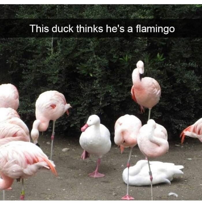 Duck standing among flamingos meme with duck pretending flamingo