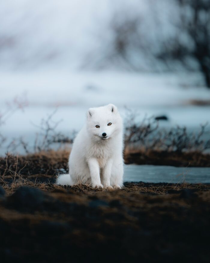 This Photographer Captures Iceland’s Domestic And Wild Animals In Their Natural Beauty (41 Pics)