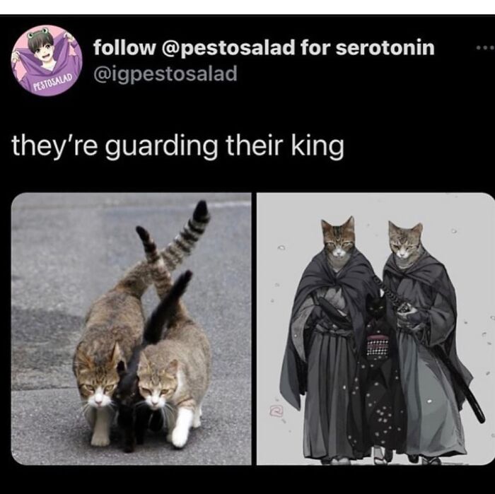 Cats and black cat guarding their king in funny animal meme