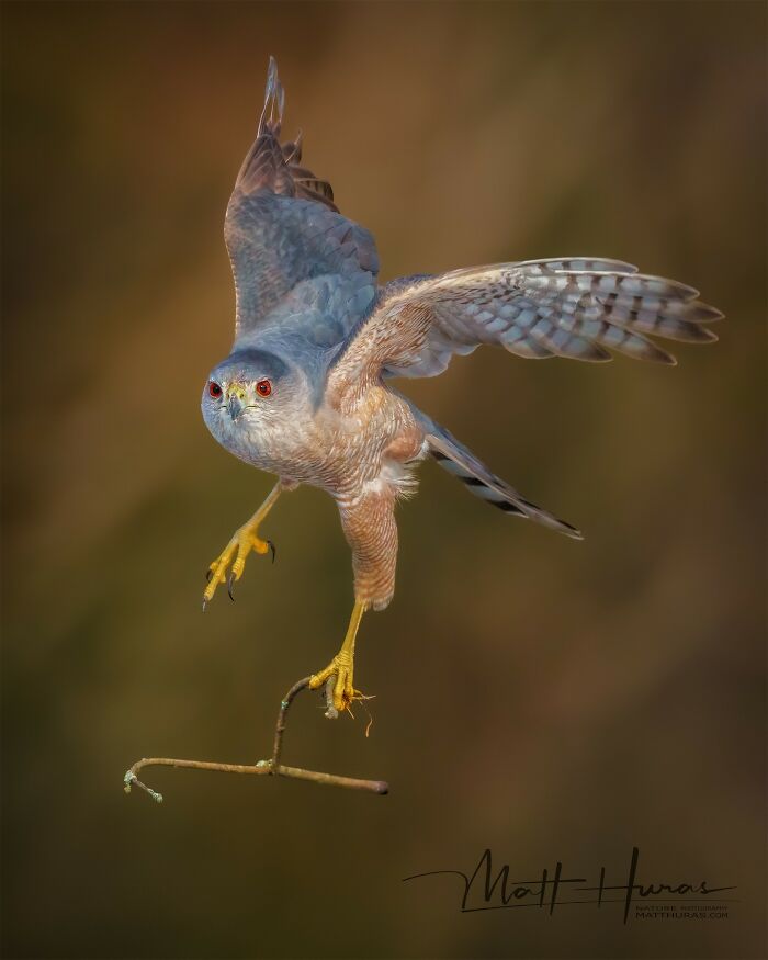 “Cooper's Hawk”