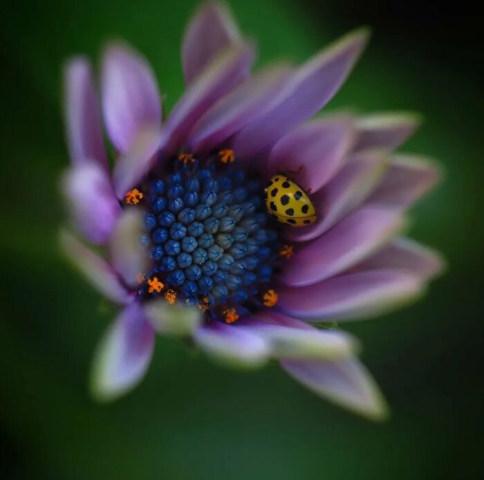 55 Fascinating Macro Photos Shared By This Page That Reveal Tiny Worlds Up Close