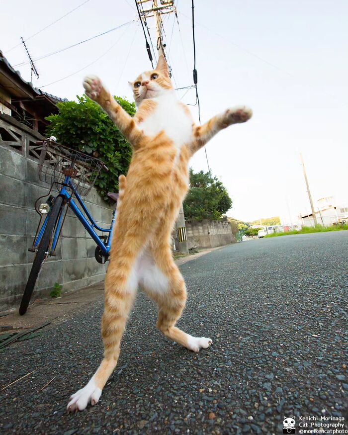 This Photographer Captured Exactly Why Cats Are So Endlessly Entertaining (50 New Pics)