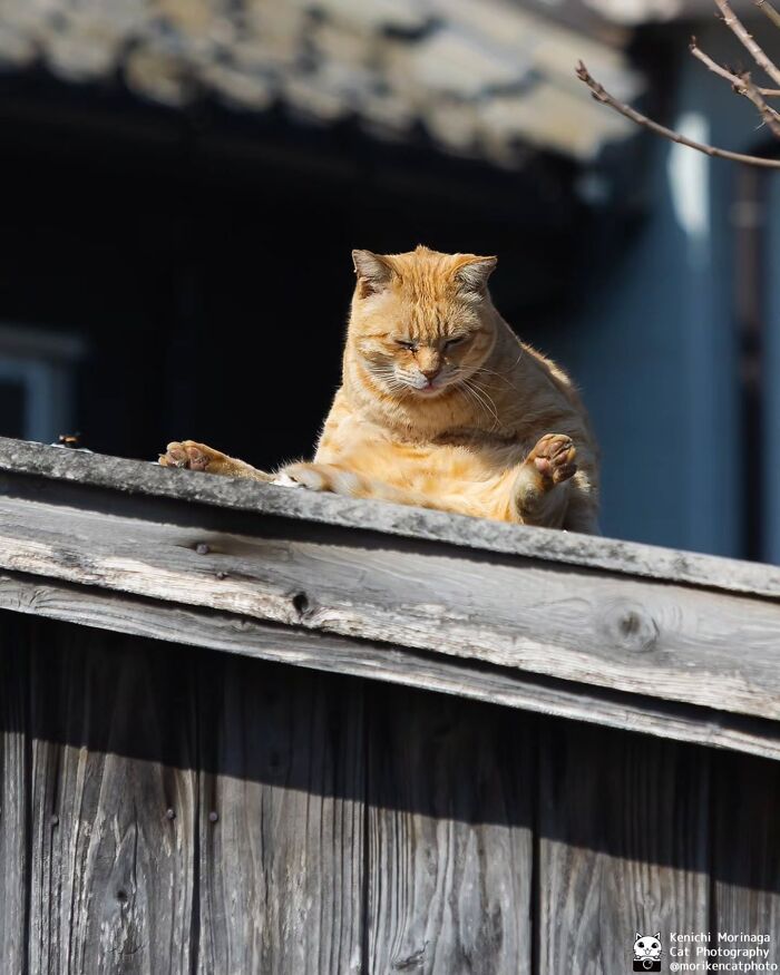 This Photographer Captured Exactly Why Cats Are So Endlessly Entertaining (50 New Pics)