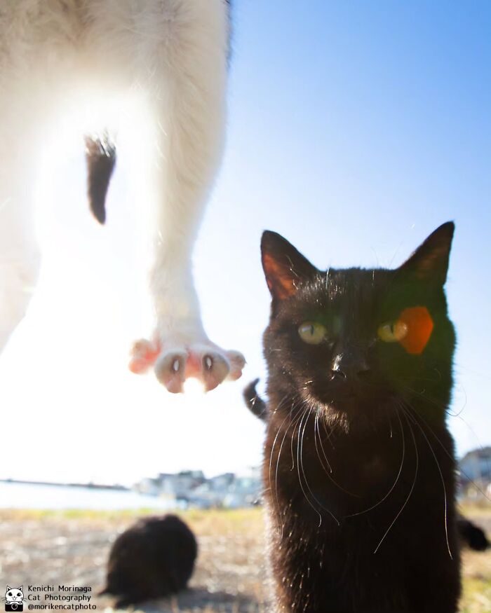 This Photographer Captured Exactly Why Cats Are So Endlessly Entertaining (50 New Pics)
