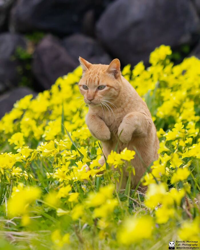 This Photographer Captured Exactly Why Cats Are So Endlessly Entertaining (50 New Pics)