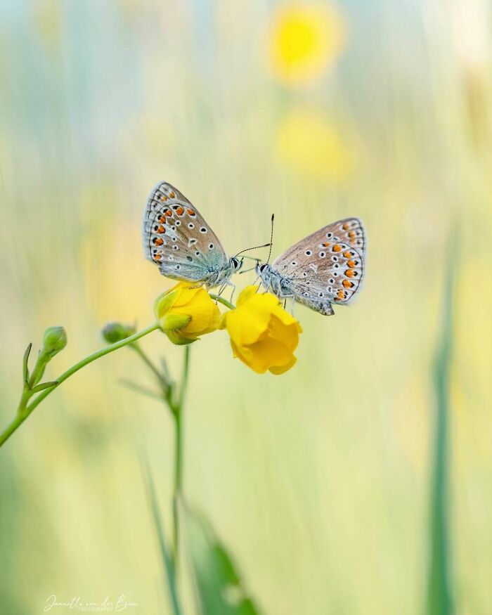 55 Fascinating Macro Photos Shared By This Page That Reveal Tiny Worlds Up Close