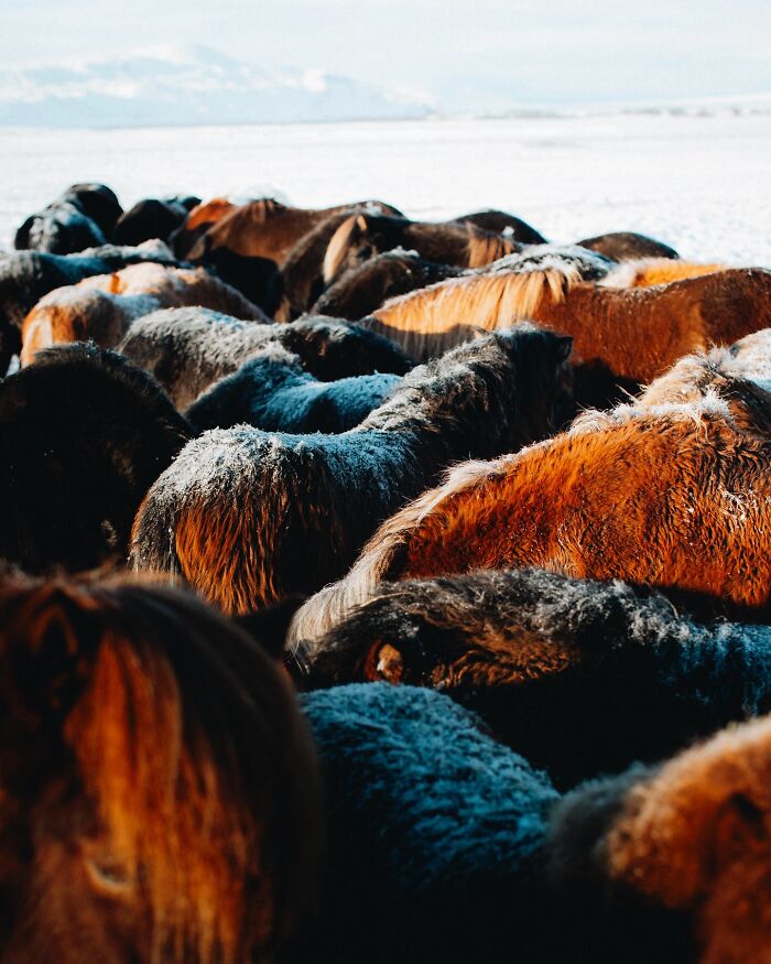 This Photographer Captures Iceland’s Domestic And Wild Animals In Their Natural Beauty (41 Pics)