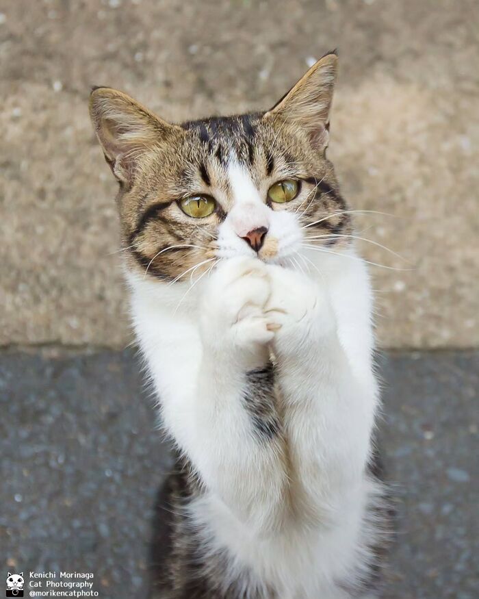 This Photographer Captured Exactly Why Cats Are So Endlessly Entertaining (50 New Pics)