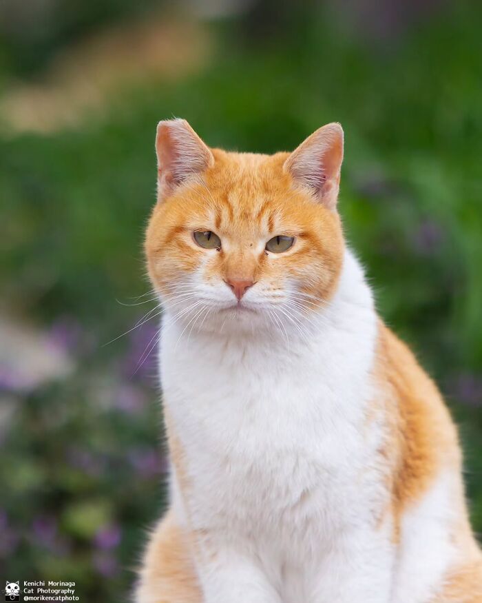 This Photographer Captured Exactly Why Cats Are So Endlessly Entertaining (50 New Pics)