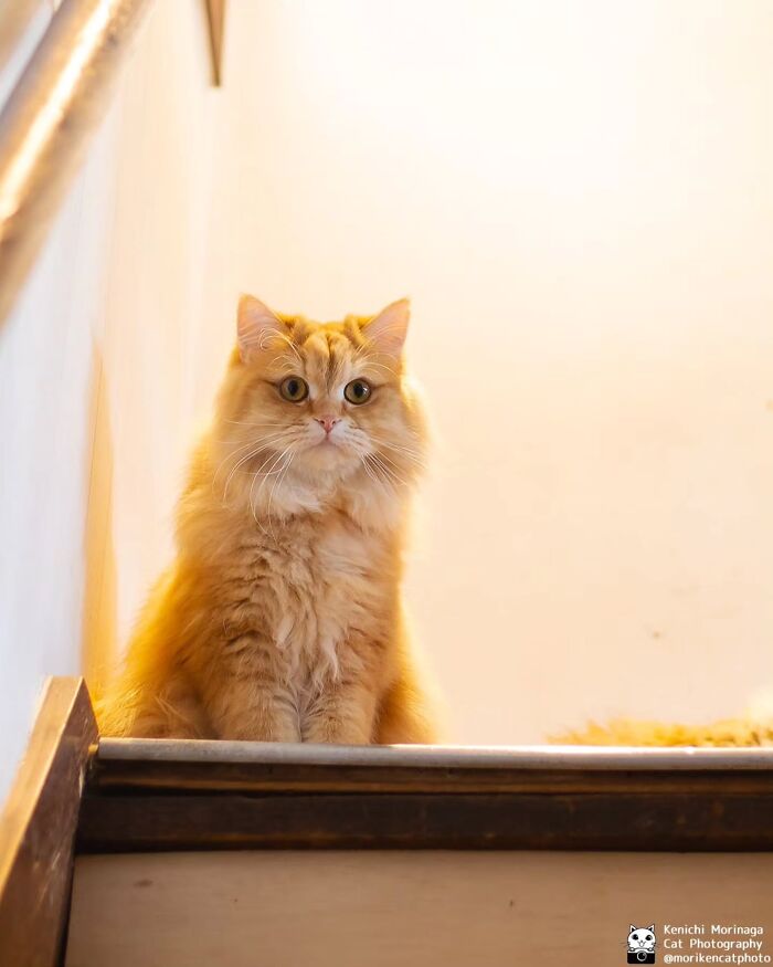 This Photographer Captured Exactly Why Cats Are So Endlessly Entertaining (50 New Pics)