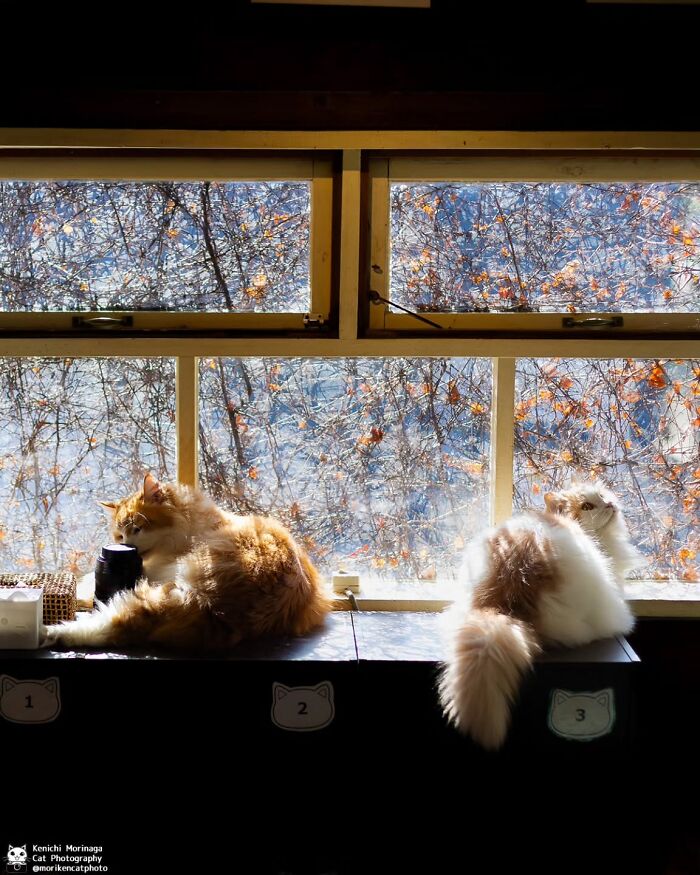 This Photographer Captured Exactly Why Cats Are So Endlessly Entertaining (50 New Pics)