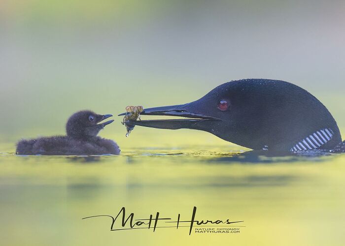 “A Baby Loon Gets A Crawfish Breakfast Just Before Dawn”