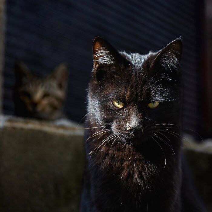 This Photographer Captured Exactly Why Cats Are So Endlessly Entertaining (50 New Pics)