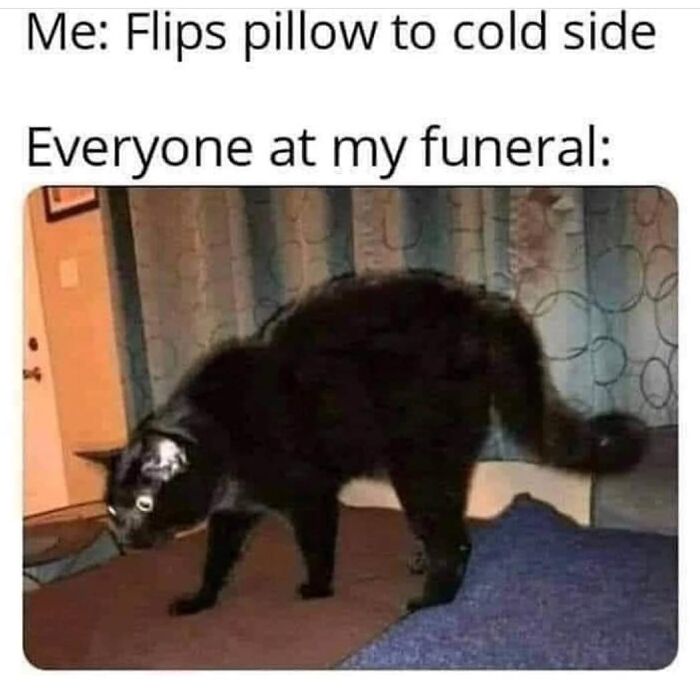 Black cat reacting in funny animal meme about pillow flipping