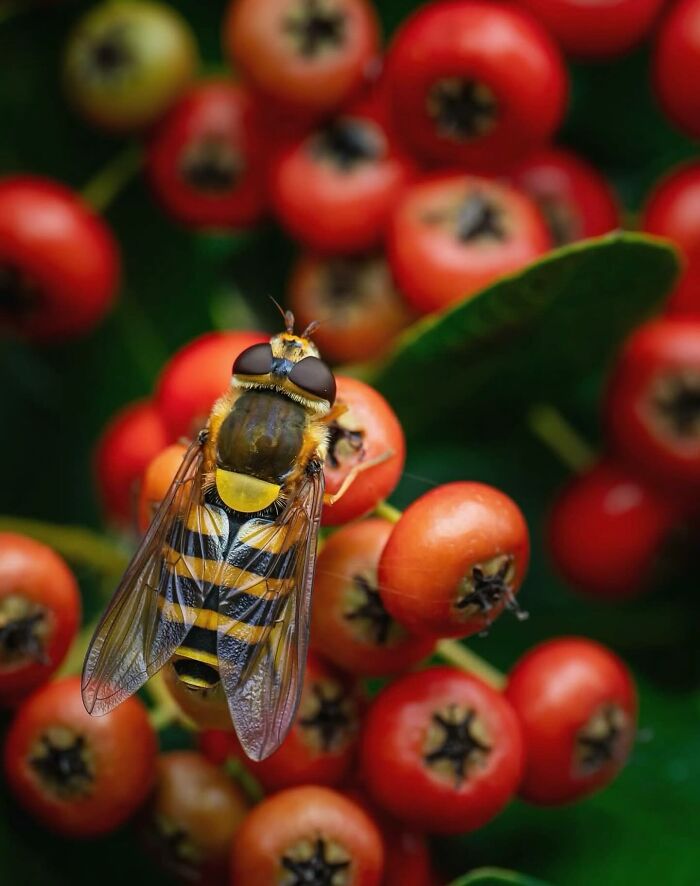 55 Fascinating Macro Photos Shared By This Page That Reveal Tiny Worlds Up Close