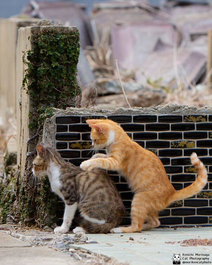 This Photographer Captured Exactly Why Cats Are So Endlessly Entertaining (50 New Pics)