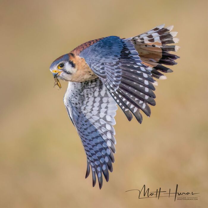 “American Kestrel”