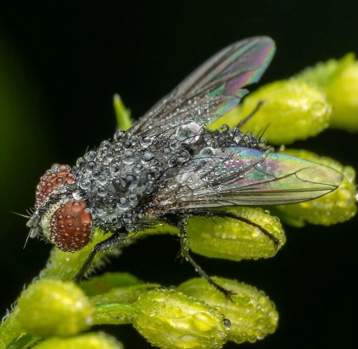 55 Fascinating Macro Photos Shared By This Page That Reveal Tiny Worlds Up Close