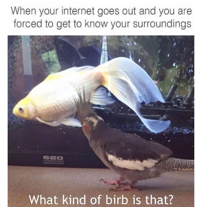 Funny animal meme about internet outage with bird and fish