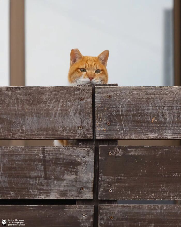 This Photographer Captured Exactly Why Cats Are So Endlessly Entertaining (50 New Pics)