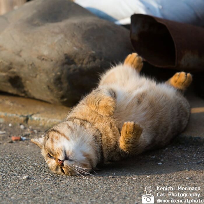 This Photographer Captured Exactly Why Cats Are So Endlessly Entertaining (50 New Pics)