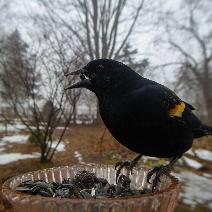 This Photographer’s Backyard Bird Camera Turns Tiny Visitors Into Hilarious Little Celebrities (30 New Pics)- Interview