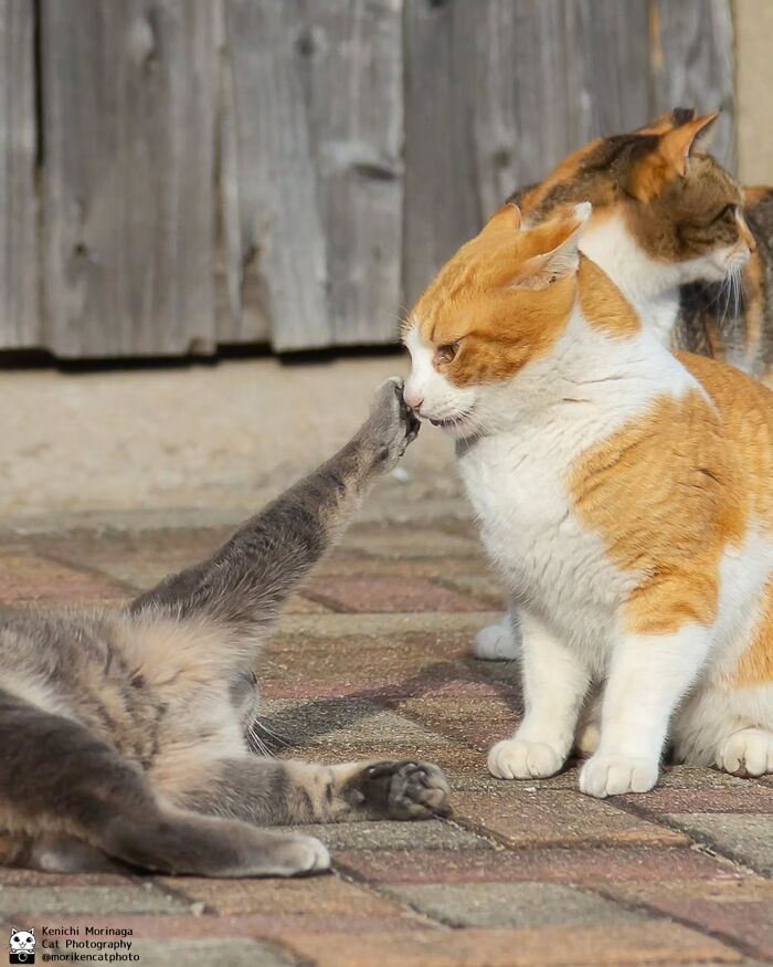 This Photographer Captured Exactly Why Cats Are So Endlessly Entertaining (50 New Pics)