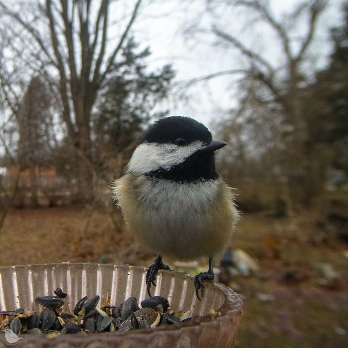 This Photographer’s Backyard Bird Camera Turns Tiny Visitors Into Hilarious Little Celebrities (30 New Pics)- Interview