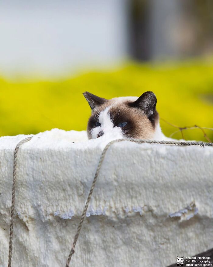 This Photographer Captured Exactly Why Cats Are So Endlessly Entertaining (50 New Pics)