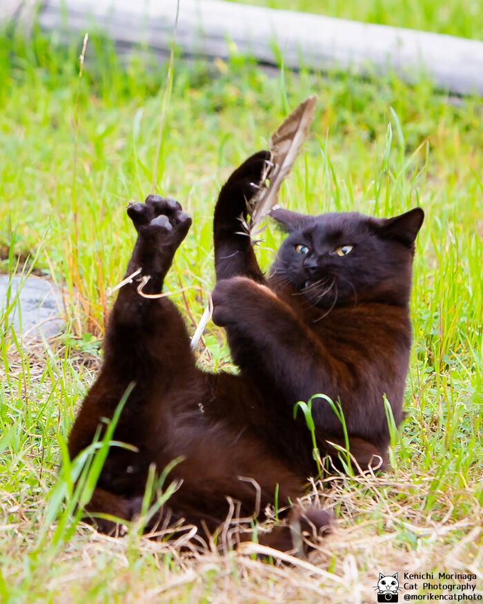 This Photographer Captured Exactly Why Cats Are So Endlessly Entertaining (50 New Pics)