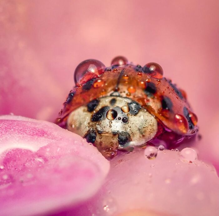55 Fascinating Macro Photos Shared By This Page That Reveal Tiny Worlds Up Close