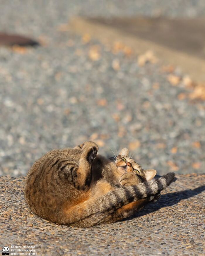 This Photographer Captured Exactly Why Cats Are So Endlessly Entertaining (50 New Pics)