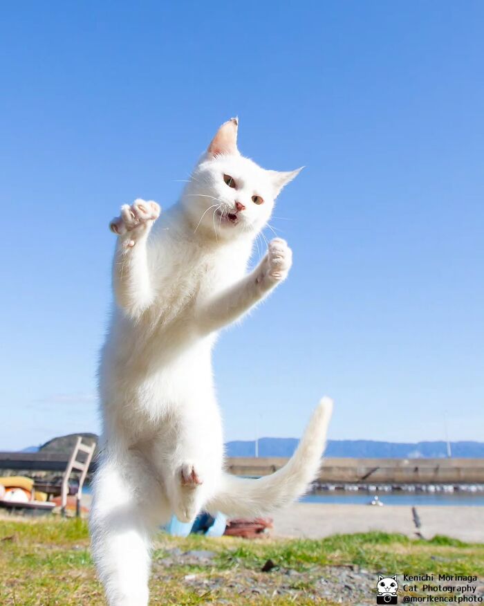 This Photographer Captured Exactly Why Cats Are So Endlessly Entertaining (50 New Pics)