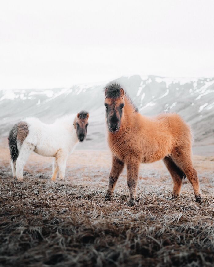 This Photographer Captures Iceland’s Domestic And Wild Animals In Their Natural Beauty (41 Pics)