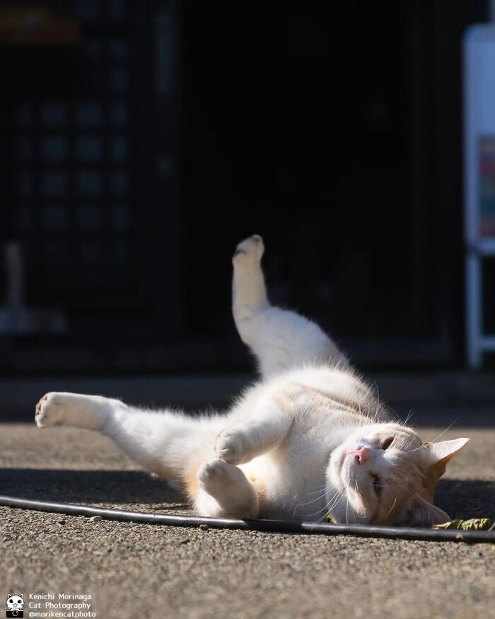 This Photographer Captured Exactly Why Cats Are So Endlessly Entertaining (50 New Pics)