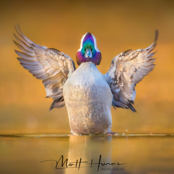 “Male Bufflehead Duck”