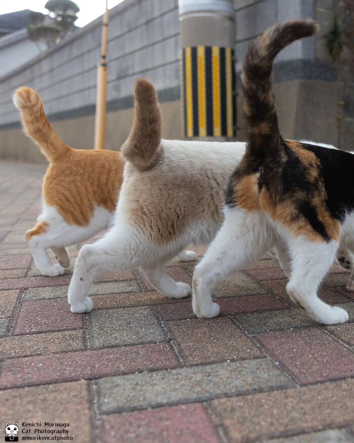 This Photographer Captured Exactly Why Cats Are So Endlessly Entertaining (50 New Pics)