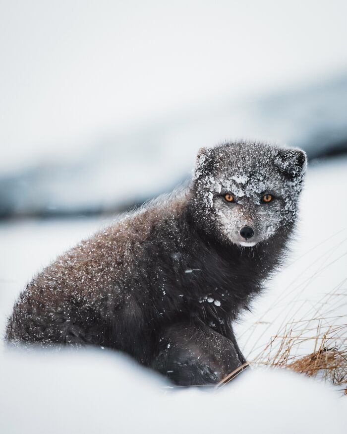 This Photographer Captures Iceland’s Domestic And Wild Animals In Their Natural Beauty (41 Pics)