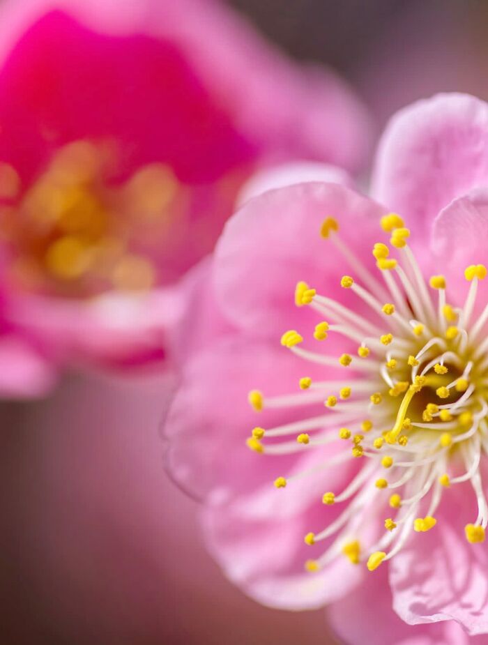 55 Fascinating Macro Photos Shared By This Page That Reveal Tiny Worlds Up Close