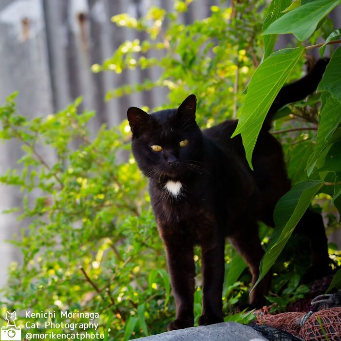 This Photographer Captured Exactly Why Cats Are So Endlessly Entertaining (50 New Pics)