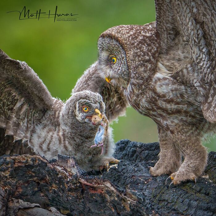 “Great Grey Owls”