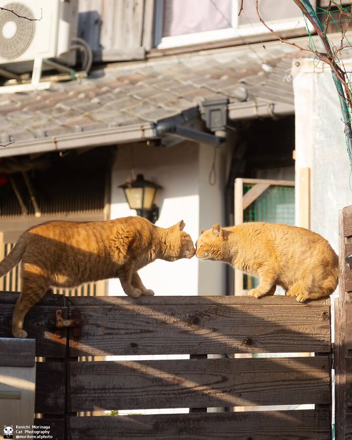 This Photographer Captured Exactly Why Cats Are So Endlessly Entertaining (50 New Pics)